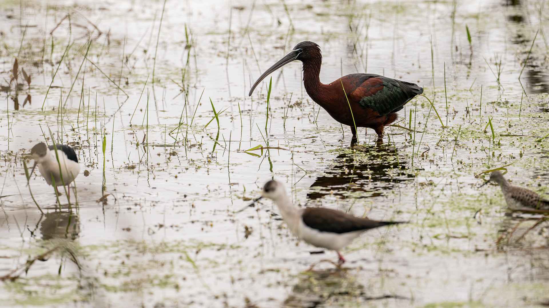 Glossy Ibis